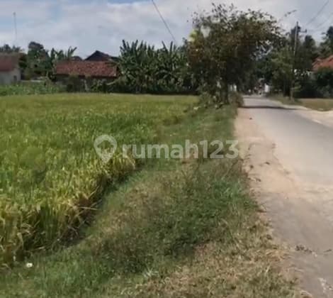 Tanah Industri di Kedungrejo, Muncar Banyuwangi SHM 2.000 M²