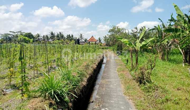 Tanah di Abiansemal Badung SHM 29 Are