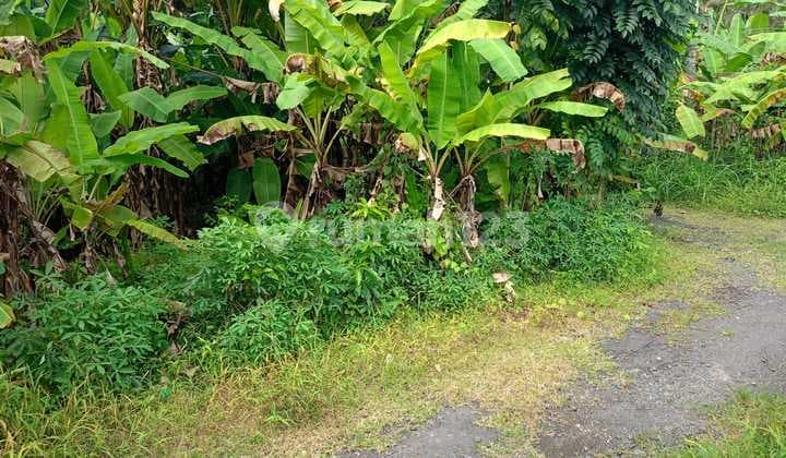Buc 3 Are Lingkungan Villa Didekat Pantai di Saba Gianyar Bali