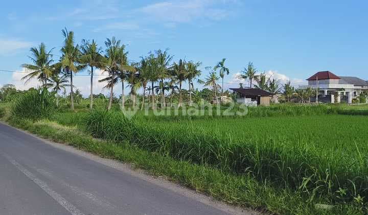 BUC Tanah Pinggir jalan Utama Kawasan Villa di Pering Gianyar Bali