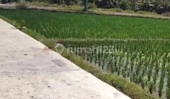 Buc 5 Are View Pantai Dan Sawah di Lebih Gianyar Bali