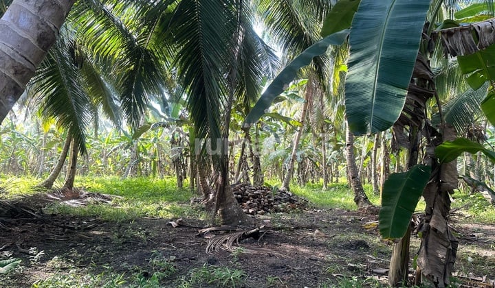 Land For Sale In South Sipora Mentawai