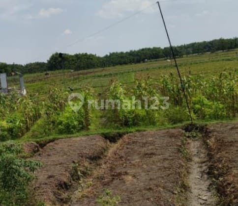 Di jual tanah murah lengkong nganjuk zona industri