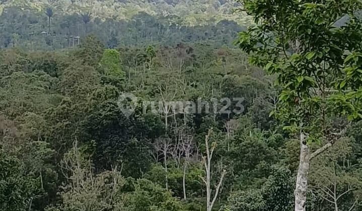 Property Investment Gesing, Buleleng Regency Mount Sanghyang And Batukaru View Ideal For Commercial Property