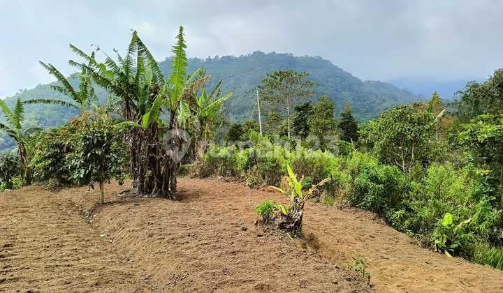 Real Estate Investment Gessing bedugul , Ideal For Commercial Property