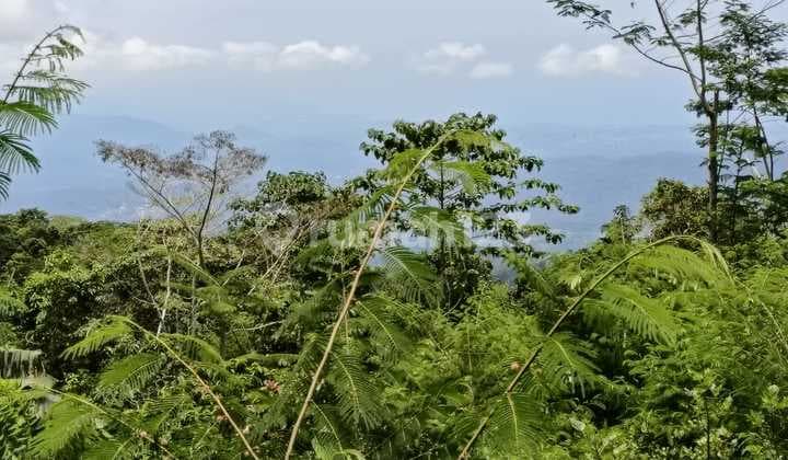 Freehold Land Near Munduk Haven Resort Perfect For Commercial Property