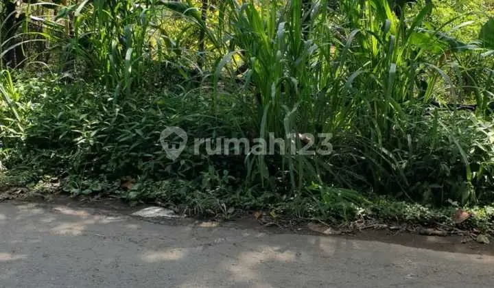 Tanah Hak Milik Munduk 30 Are Dekat The Elevate Bali
