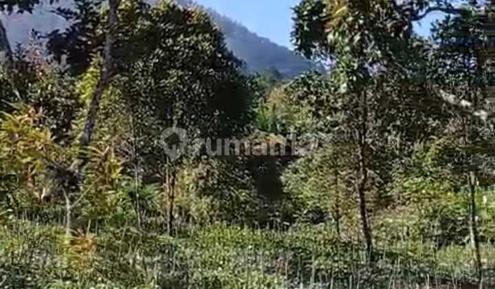 Investment Opportunity Freehold Land Gesing Hilltop Available for sale 47 are, 40 are and 21,5 are