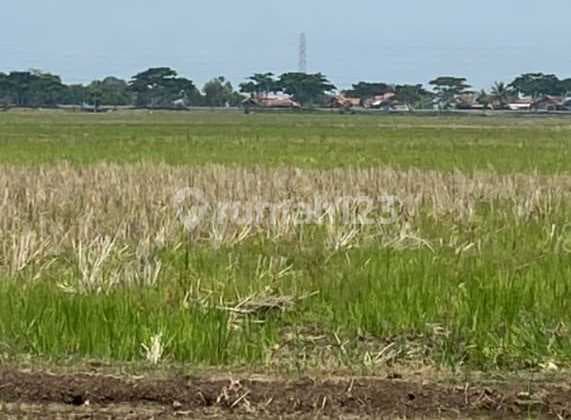 Tanah Kawasan Ekonomi Khusus di Patimban Subang Jawa Barat