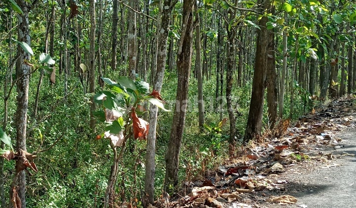 Tanah Pekarangan bonus banyak Pohon Jati usia 15 th-an, di Karangmojo, Gunung Kidul.Investasi mantap.