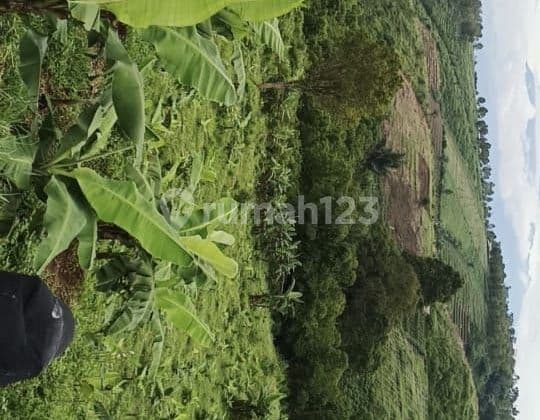 Murah Tanah di Wado Sumedang Cocok Tani Ternak Pesantren Villa