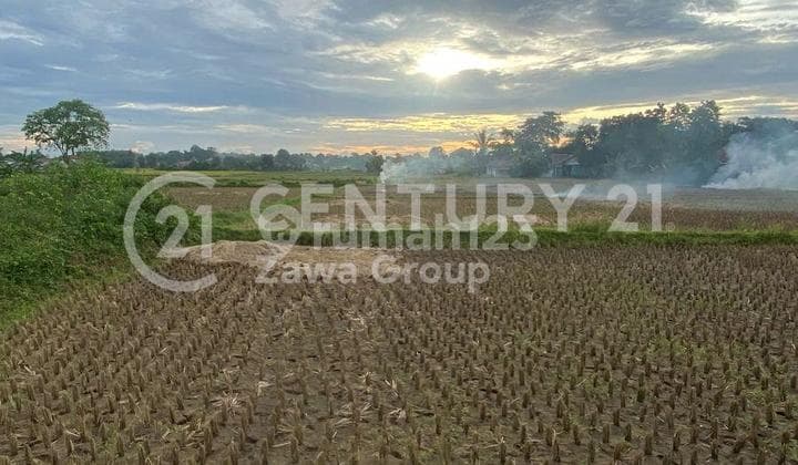 Dijual Tanah Persawahan Padat Di Legok Tangerang