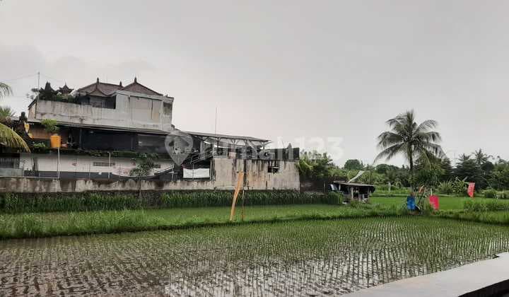 Tanah Sawah Strategis Pusat Kota Di Jl.Wisma Udayana Gianyar Bali