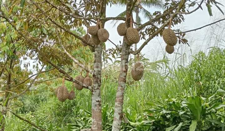 Jual Tanah Murah di Nagrak Sukabumi Akses Tol Kebun Durian Berbuah