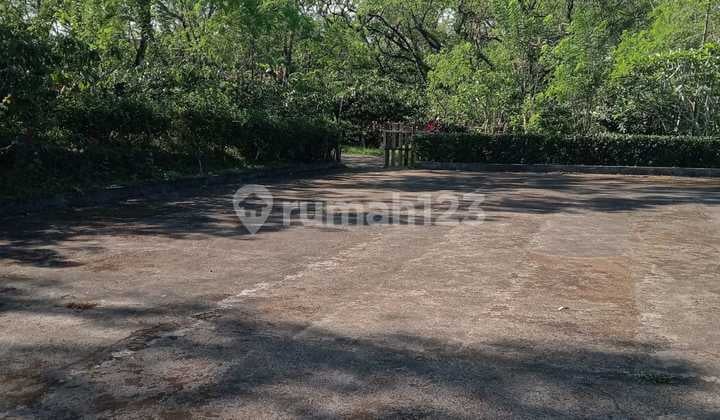 For Sale Productive Coffee Field Land In Busung Biu, Buleleng