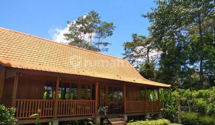 Wooden House With Hill View & Sunset, In Quiet & Peaceful Area, Payangan, Gianyar