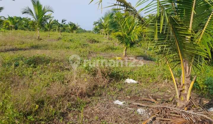 Kesempatan Emas, Muraah, Investasi Kebun Kelapa Genjah Entog