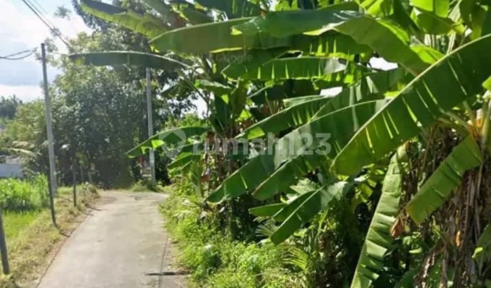 Tanah 450Juta Jalan Pantai Saba Blahbatuh Gianyar