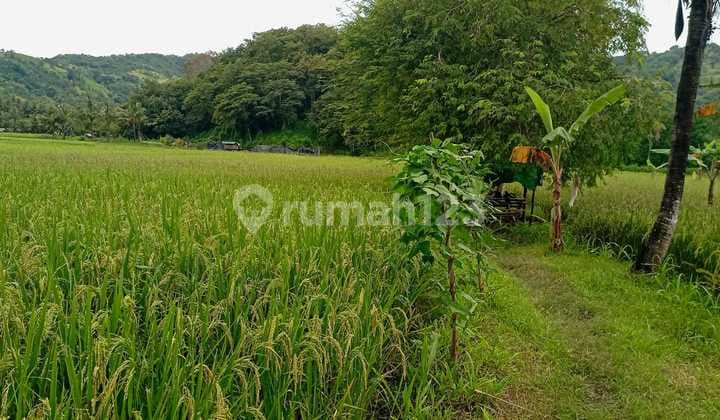 Tanah Sawah Produktif di Sekotong Tengah