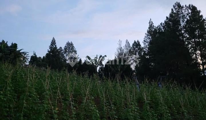 Kavling Di Villa Cherry 2, Daerah Cipanas Jawa Barat