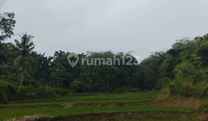 Rice Field in Pamarayan Petir, Serang, Banten