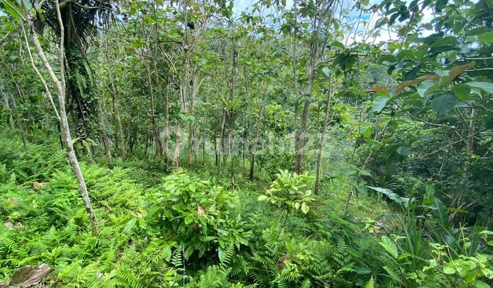 DIJUAL TANAH VIEW LEMBAH SUNGAI LOKASI GIANYAR