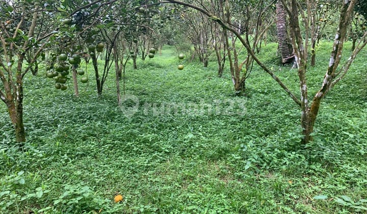 Dijual Tanah Kebun Produktif Lokasi Ubud Gianyar