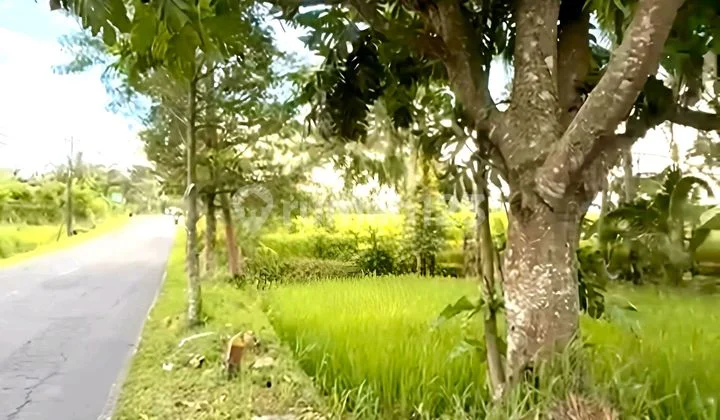 Special Land Jalan Raya Kaliurang Km 19 Special Land Jalan Raya Kaliurang Km 19