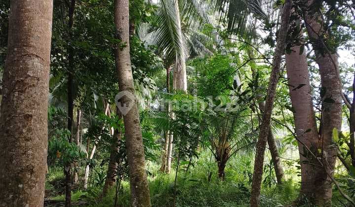 Dijual Tanah Dekat Pantai Batukaras Pangandaran - 1.422 M² | 5 Menit Jalan Kaki ke Pantai | Cocok Villa & Investasi