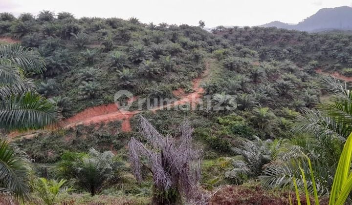 Dijual Kebun Sawit Produktif 263 Ha di Pelalawan, Riau | SHM | Panen Stabil | Investasi Menjanjikan