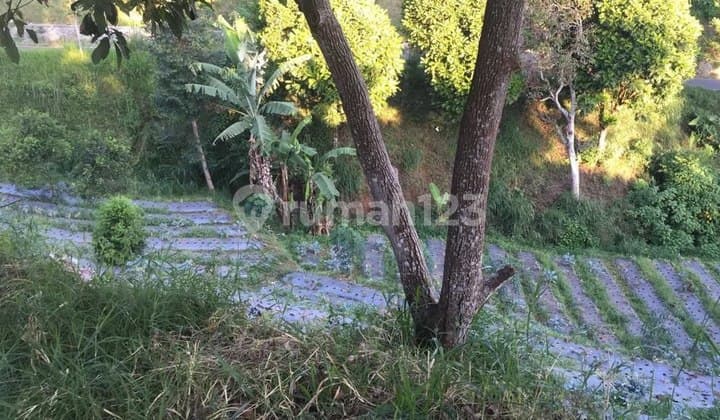 Gunung Putri, Lembang. Tanah Kebun Luas di Bandung
