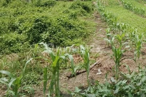 Tanah murah msh nego jarang ada dlm komplek di Taman Aries. 15716 Tanah murah msh nego jarang ada dlm komplek di Taman Aries. 15716