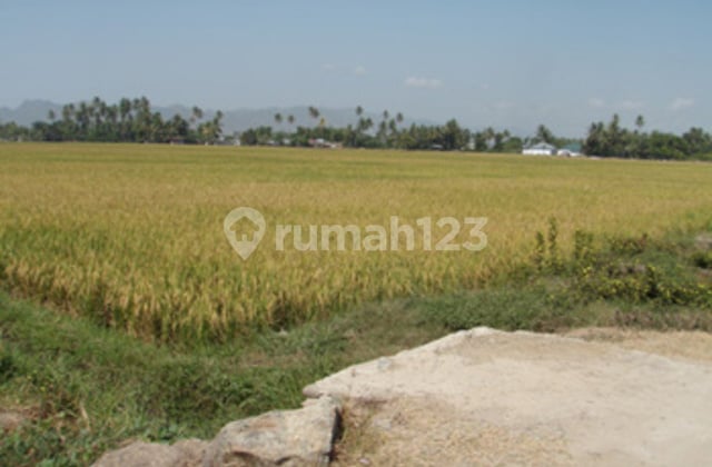 Tanah Komersil, Lbr 300m, Total Lt. 10.000m2 di Gorontalo. 12505
