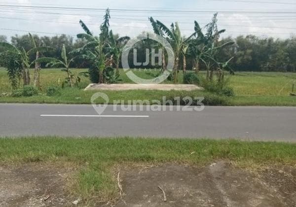 Kavling di Jalan Raya Gabus, Pati
