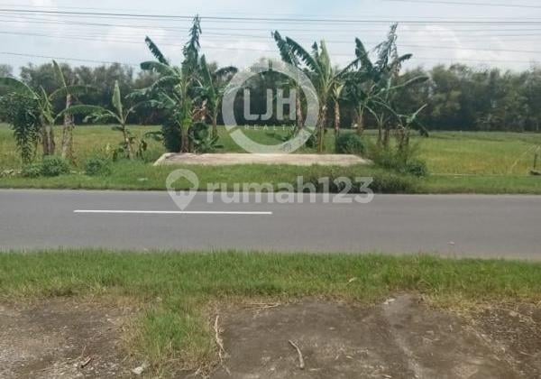 Kavling di Jalan Raya Gabus, Pati