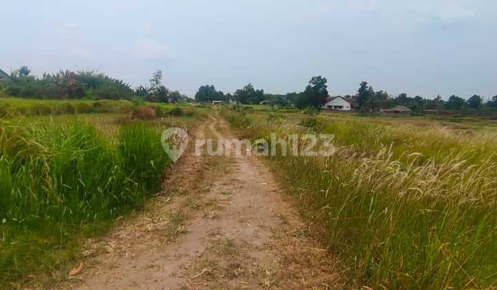 Dijual Cepat Tanah Di Bantar Panjang Tigaraksa Tangerang