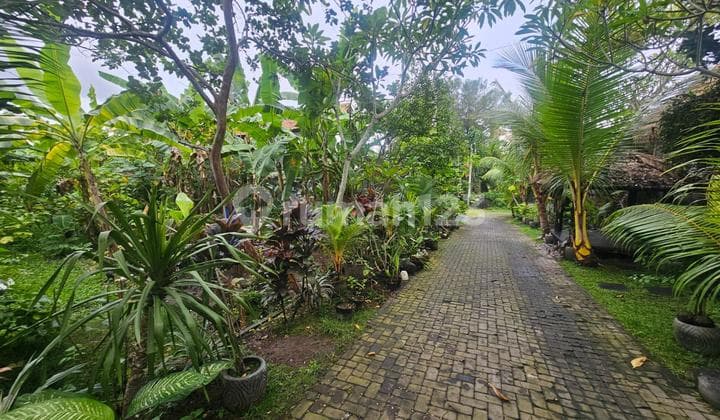 Tanah Beringin Dalung Padonan Canggu Badung