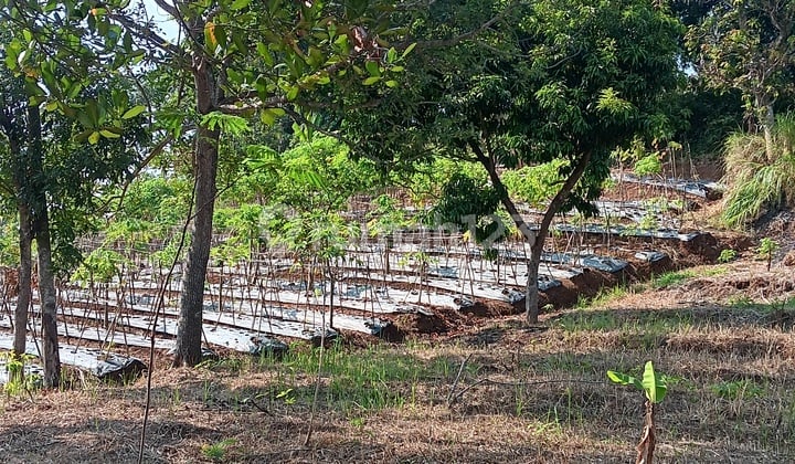 Tanah,Kebun Mrh Tjn. Kamuning Kuyamut Puri Allegra Tarogong