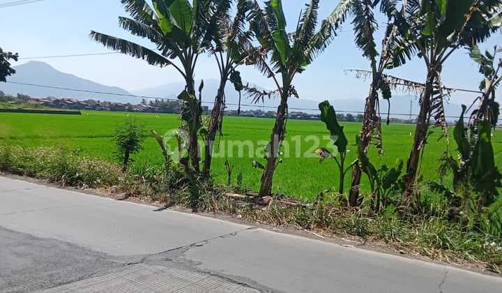 Tnh Luas Utk Perumahan, Pabrik ,Gudang,Di Selokan Jeruk