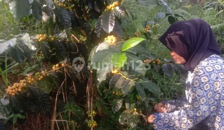 Tanah Luas Kbn Kopi, Ternak Domba, Karang Tengah Caringin Garut