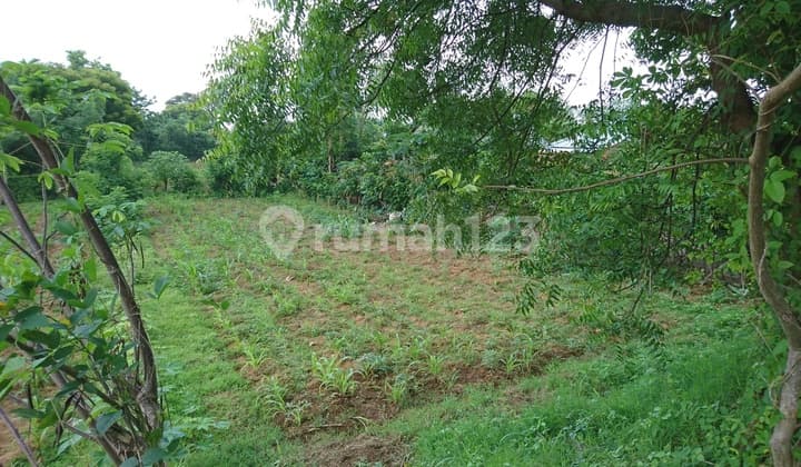 Tanah Dekat Bandara Baru Setrategis Masih Hijau