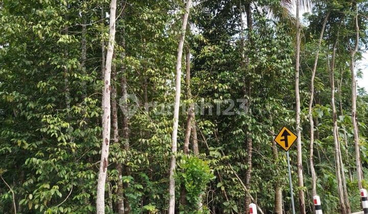 Land Near Bukit Pinus Tourist Area