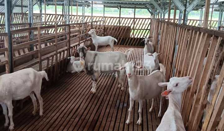 Tanah Peternakan Bonus Kambing