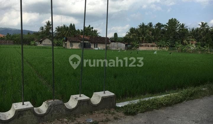 Tanan Sawah Jalur Kuning Imogiri