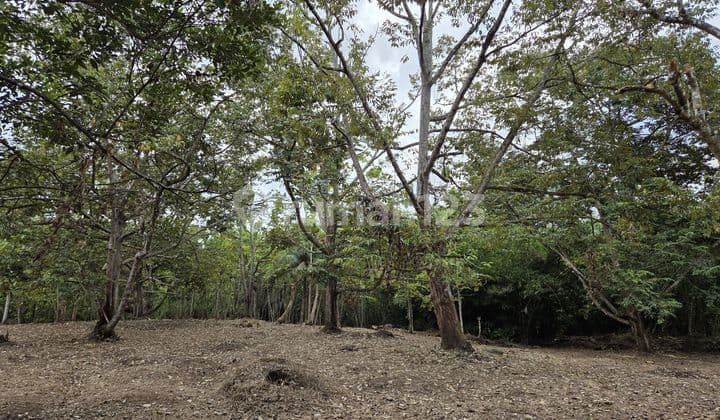 Land for Sale in Pamarican Ciamis, 3 Hectares Cheap, Near Ppangandaran Main Road