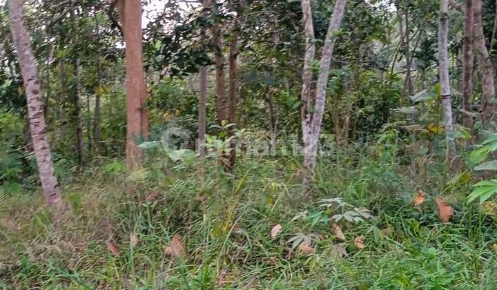 Land for Sale in Cisaga, Cheap Land 22 Thousand Per Meter