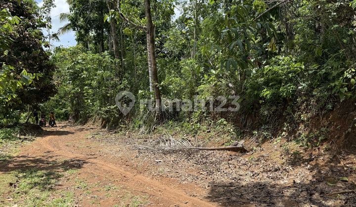 Sell Cheap Land in Cisaga Ciamis, Adjacent to Road with Electricity and Water