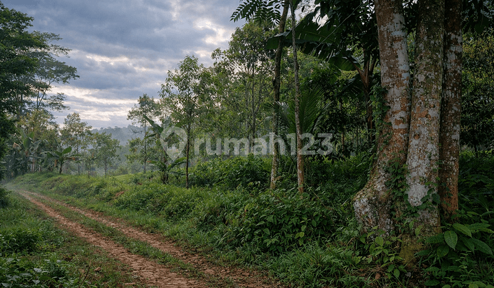 Selling Productive Clove Plantation in Panawangan, Ciamis