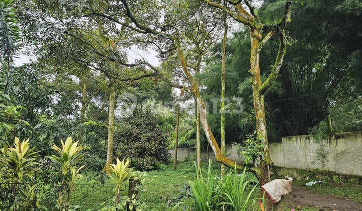 Jual Kebun Durian Sudah Berbuah di Bogor 30 Menit Stasiun Bogor