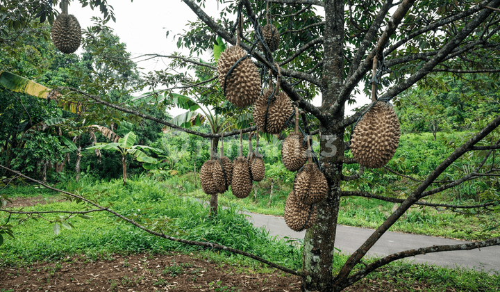 Dijual Kebun Durian Bawor Sudah Berbuah di Pekalongan Jawa Tengah